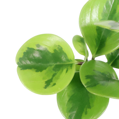 Peperomia Obtusifolia Lemon Lime 100mm