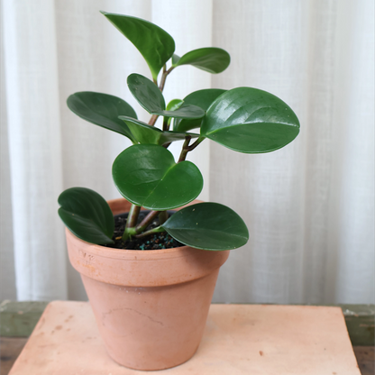 Peperomia Obtusifolia Jade 70mm