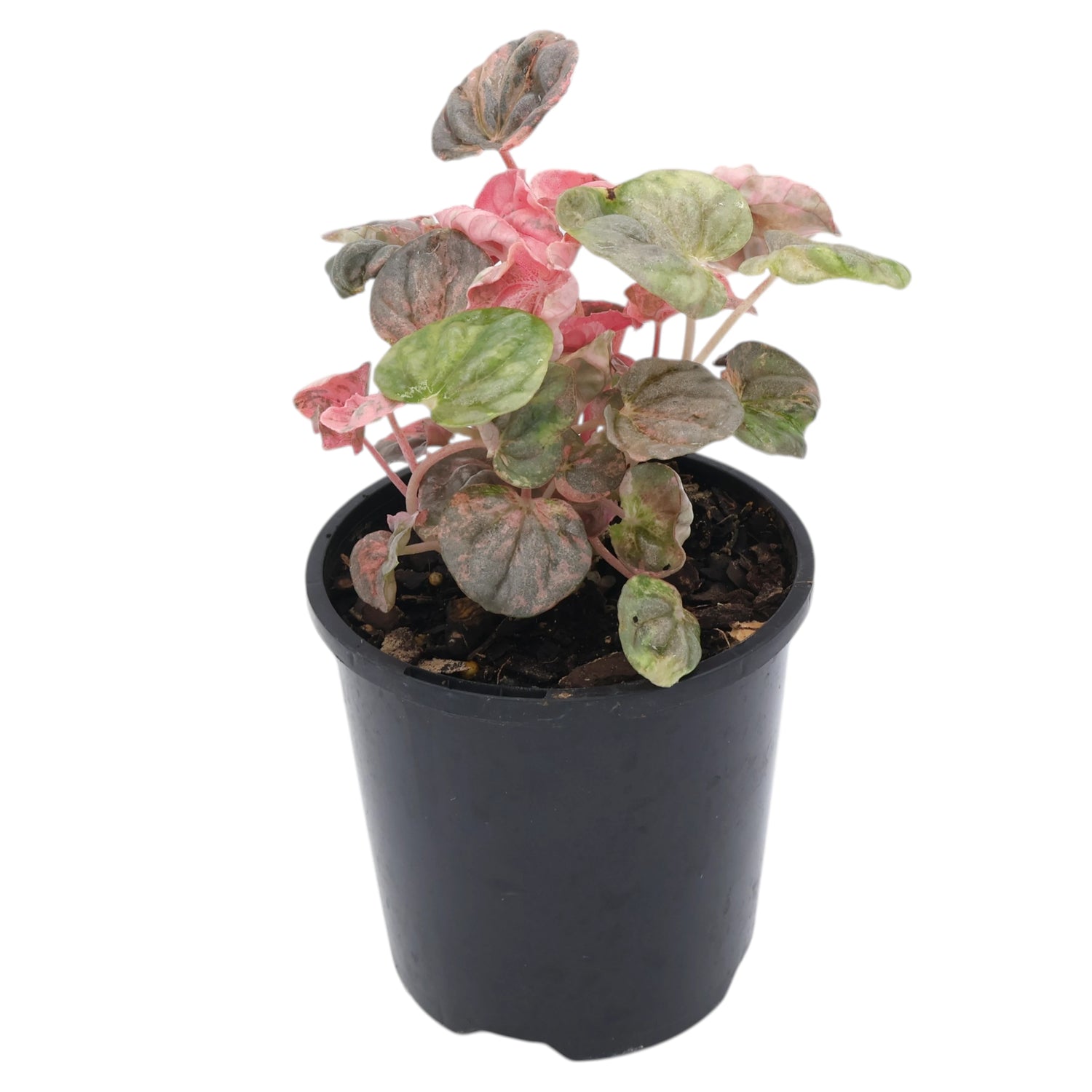 Peperomia Pink Lady 100mm
