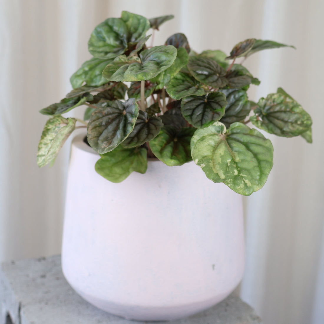 Peperomia Pink Lady 100mm