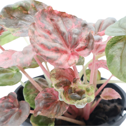 Peperomia Pink Lady 100mm