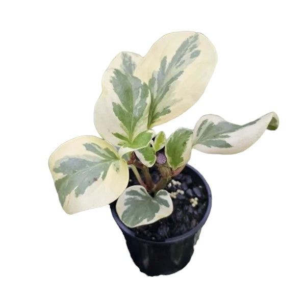Peperomia Obtusifolia Albo Marginata 100mm
