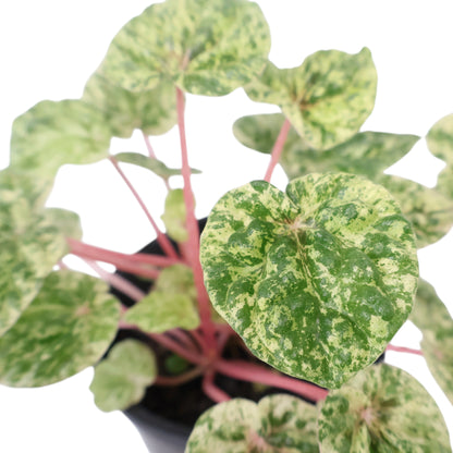 Peperomia Camouflage 100mm