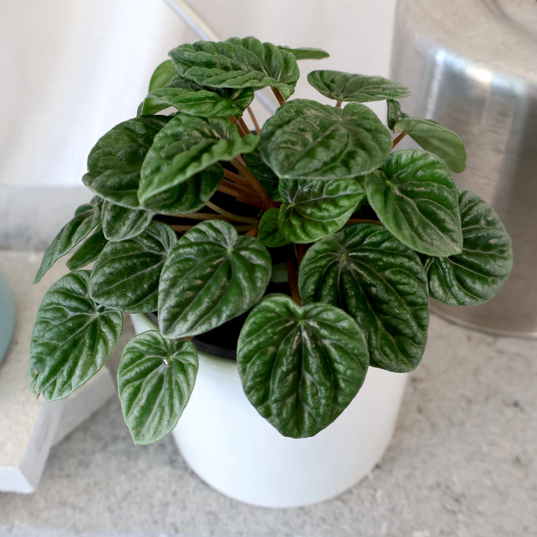 Peperomia Caperata Lilian 100mm