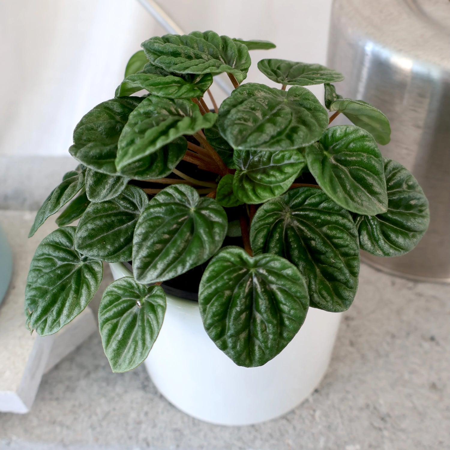 Peperomia Caperata Lilian 100mm