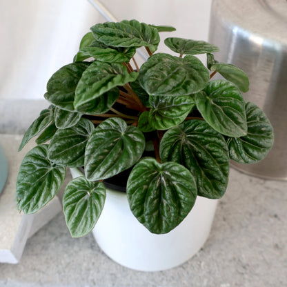 Peperomia Caperata Lilian 100mm