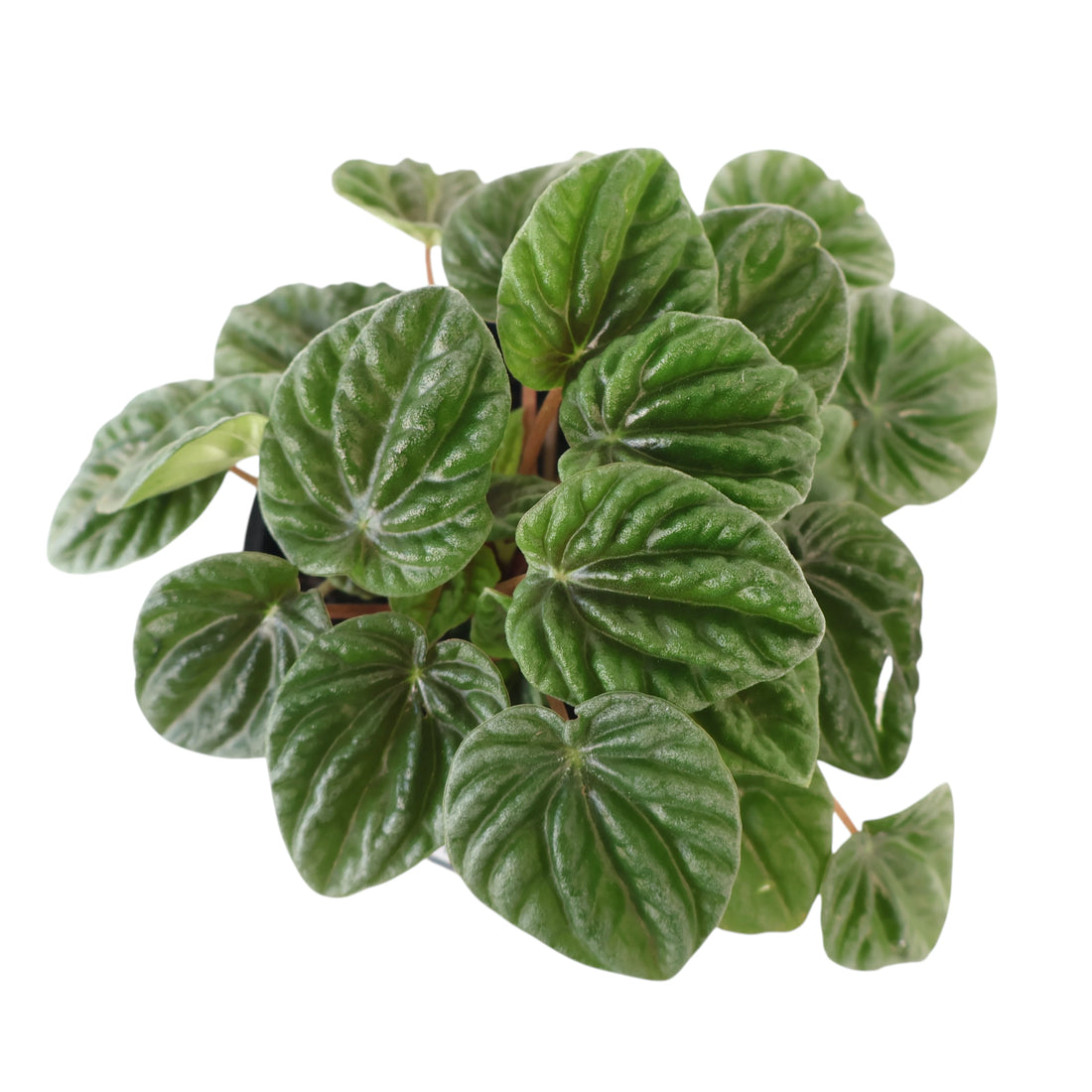 Peperomia Caperata Lilian 100mm