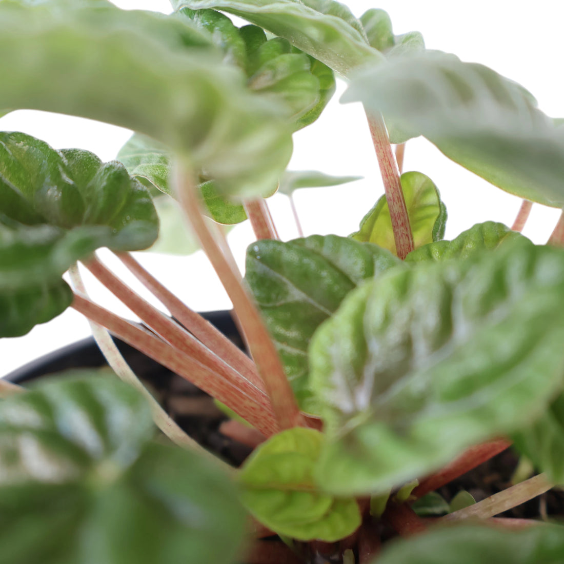 Peperomia Caperata Lilian 100mm