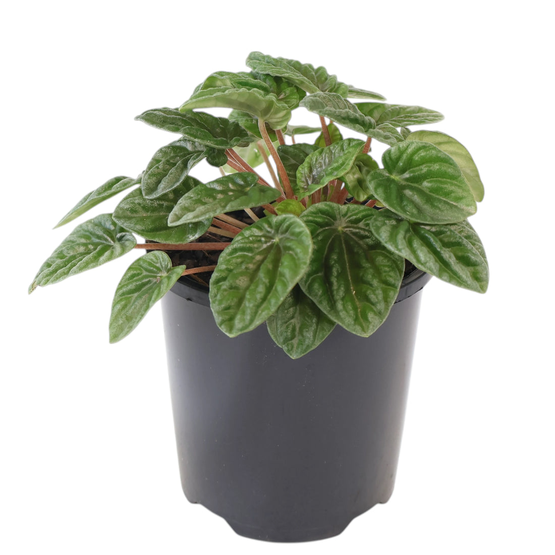 Peperomia Caperata Lilian 100mm