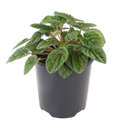 Peperomia Caperata Lilian 100mm