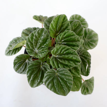 Peperomia Caperata Lilian 100mm