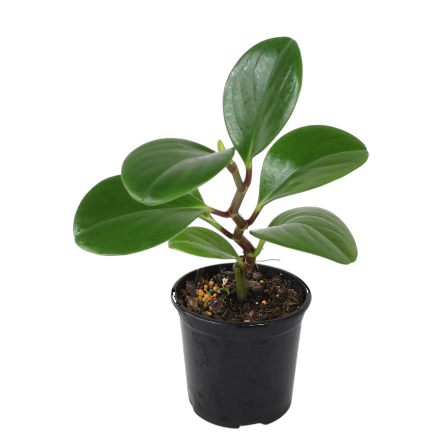 Peperomia Obtusifolia Jade 100mm