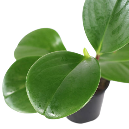 Peperomia Obtusifolia Jade 70mm