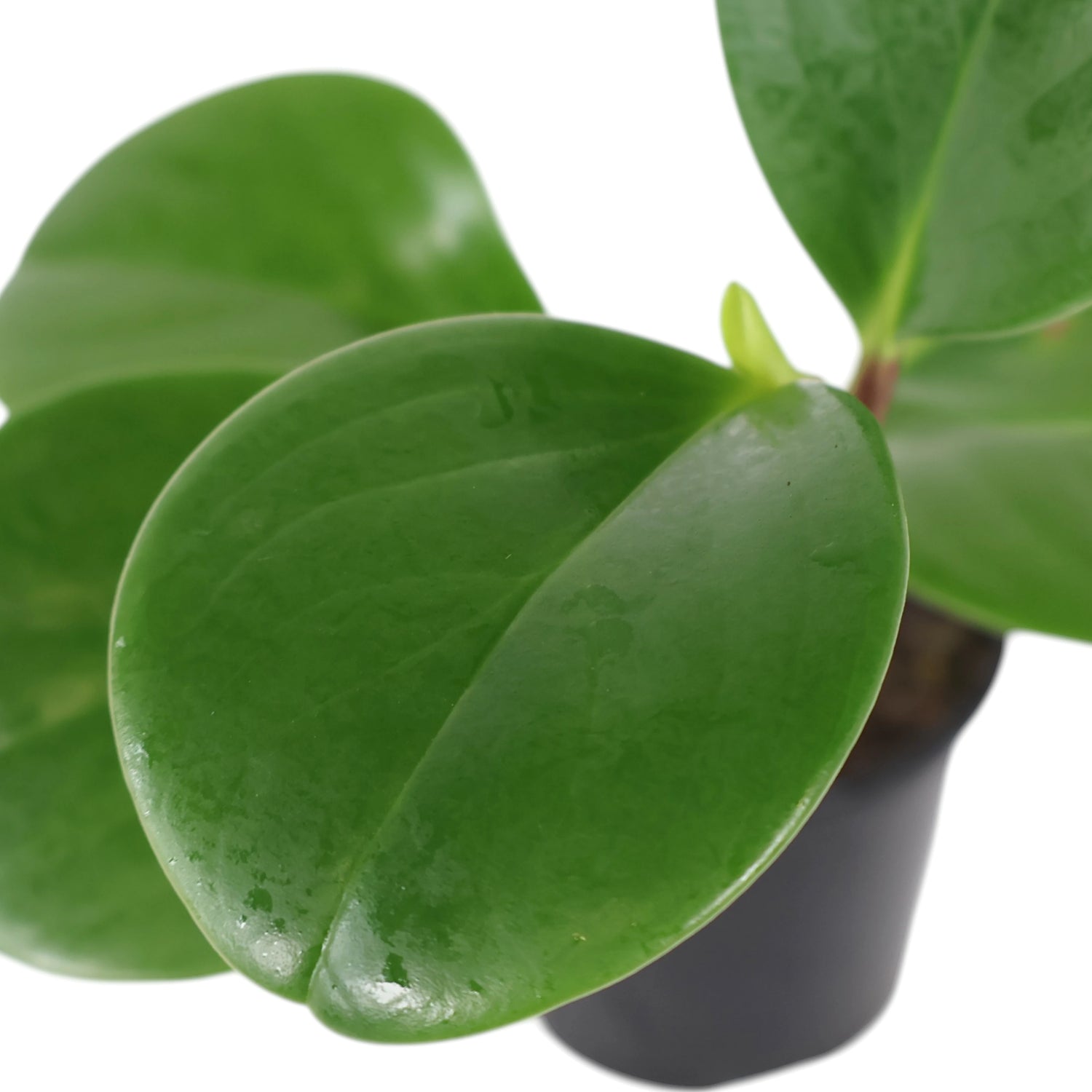 Peperomia Obtusifolia Jade 100mm