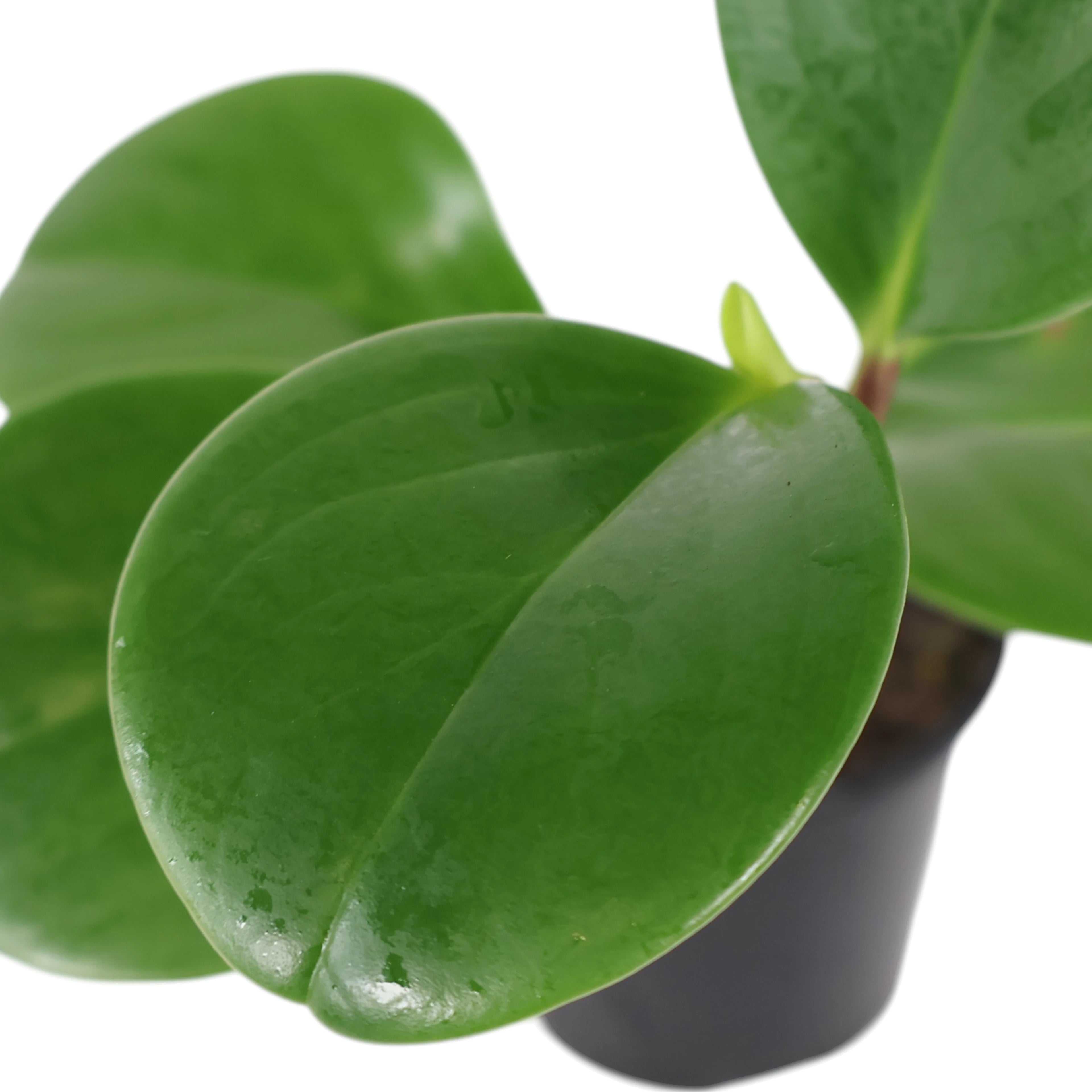 Peperomia Obtusifolia Jade 100mm