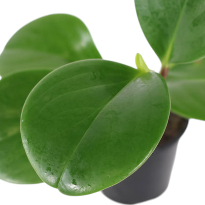 Peperomia Obtusifolia Jade 100mm