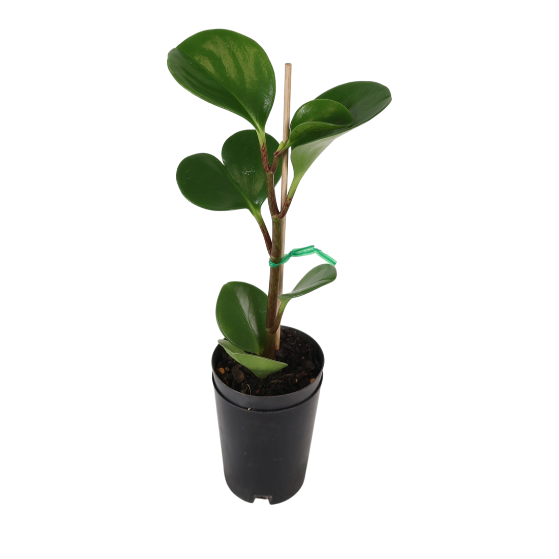 Peperomia Obtusifolia Jade 70mm