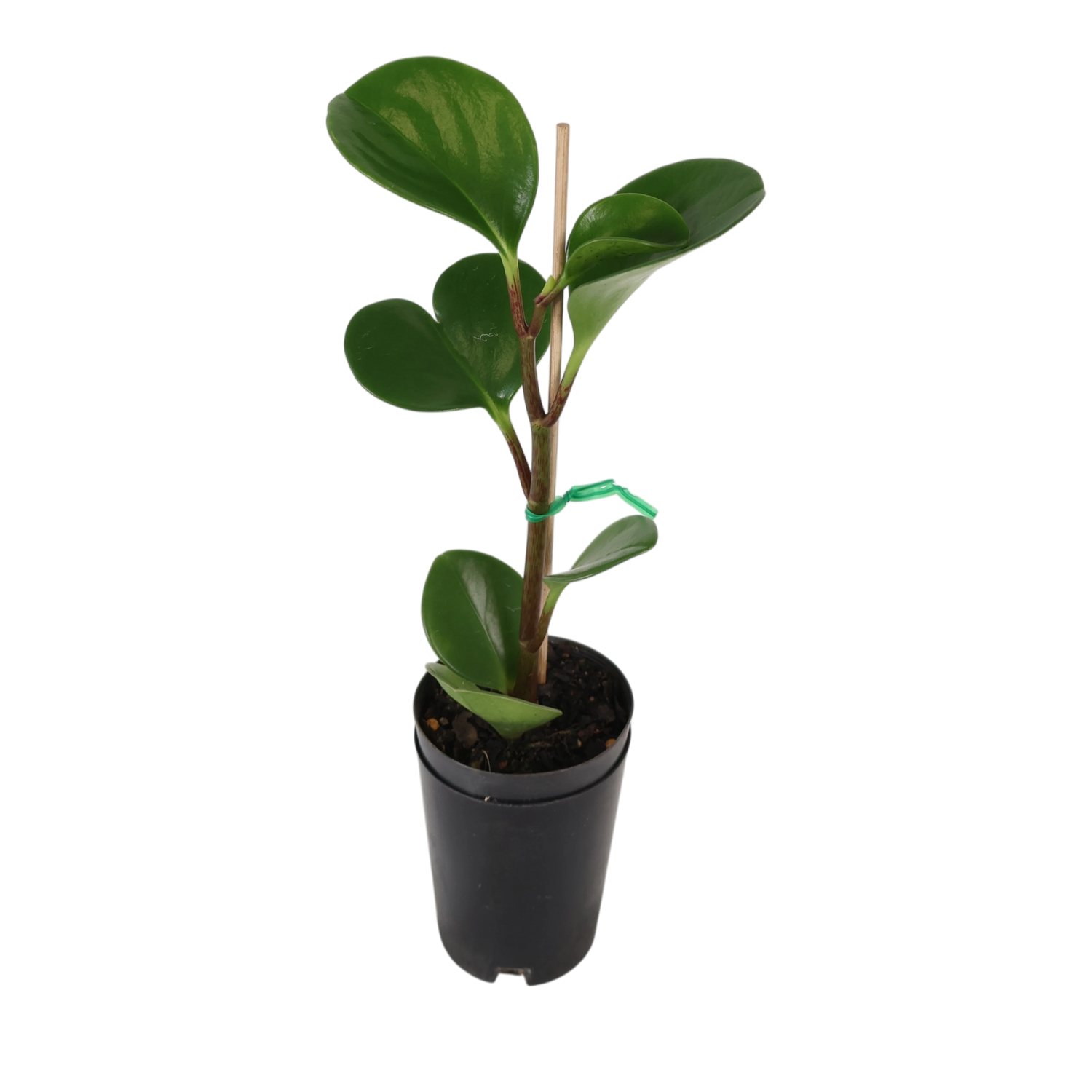 Peperomia Obtusifolia Jade 70mm