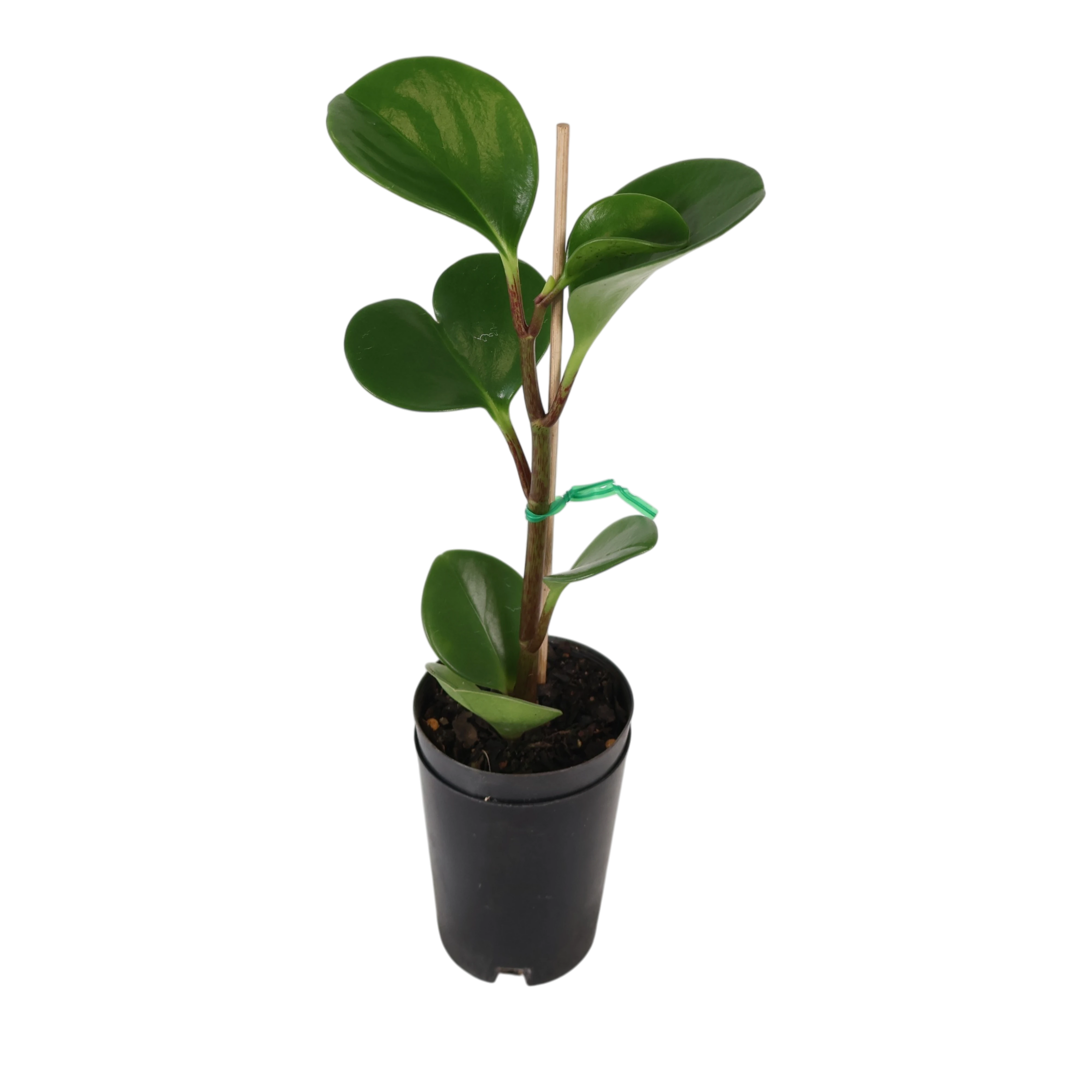 Peperomia Obtusifolia Jade 70mm