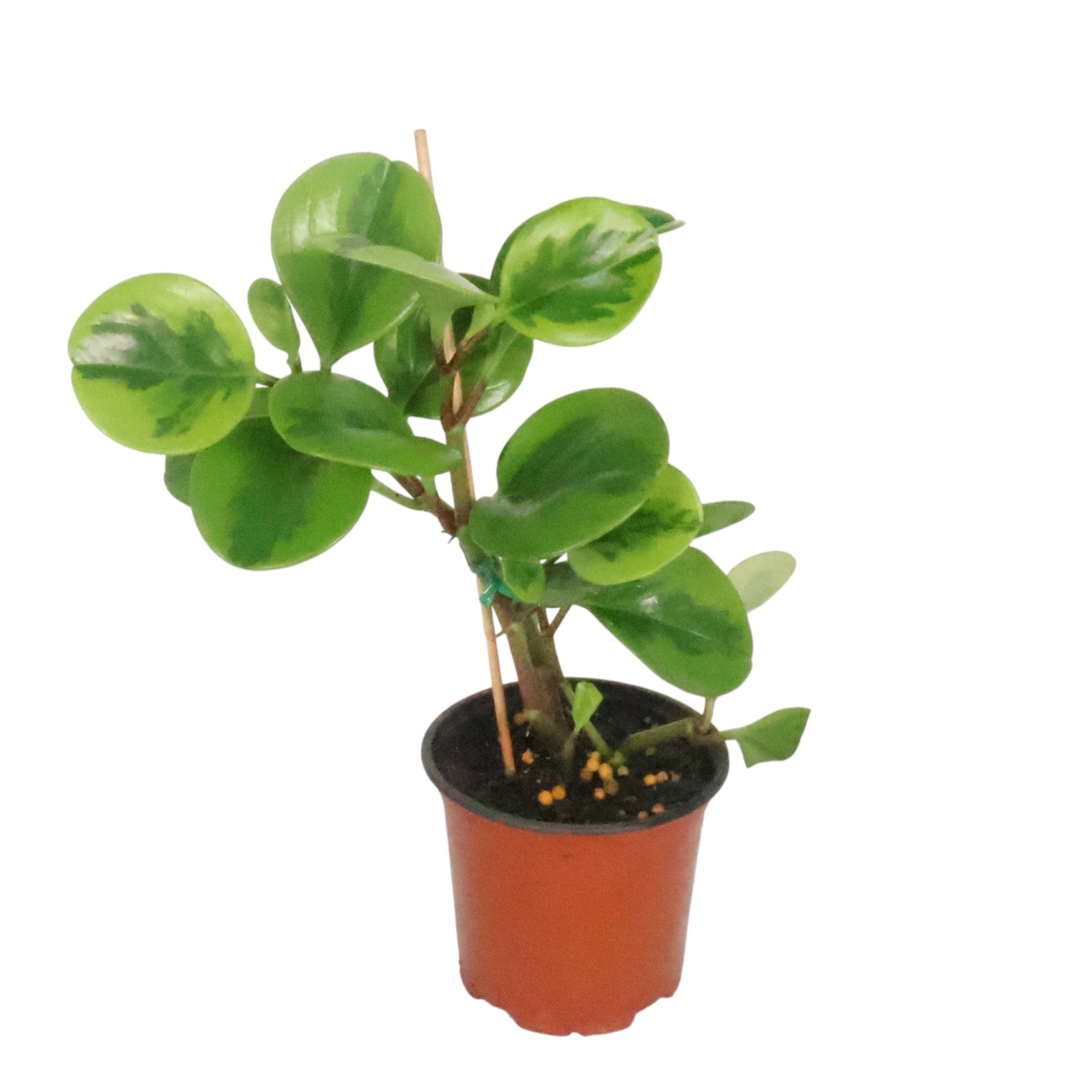 Peperomia Obtusifolia Lemon &amp; Lime - Baby Rubber Plant 100mm
