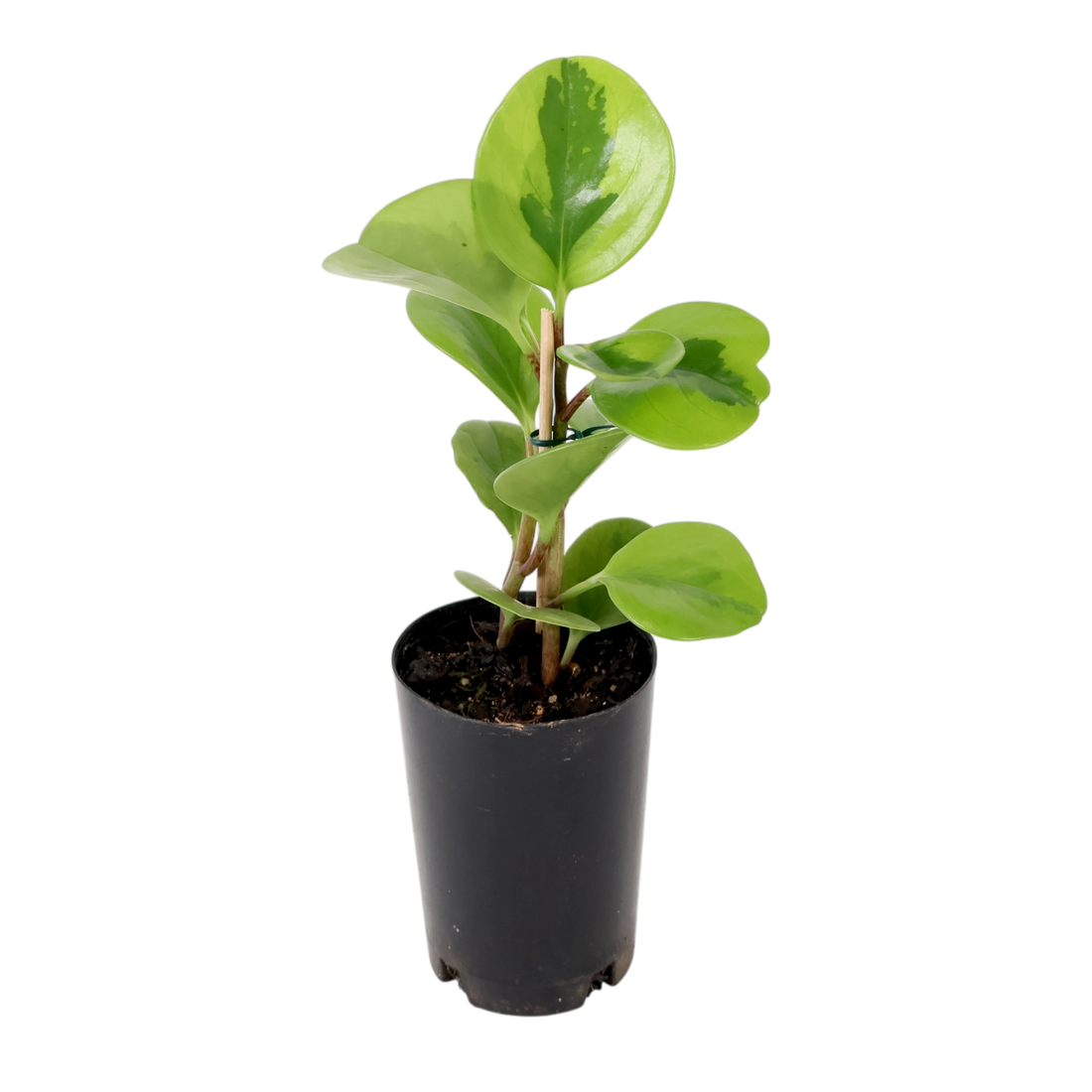 Peperomia Obtusifolia Lemon &amp; Lime 70mm