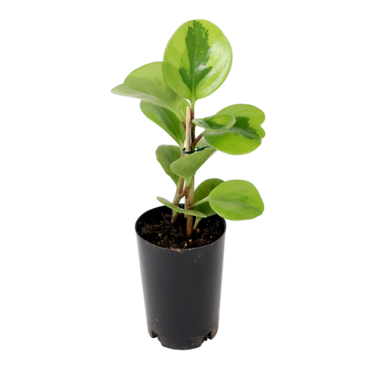 Peperomia Obtusifolia Lemon &amp; Lime 70mm