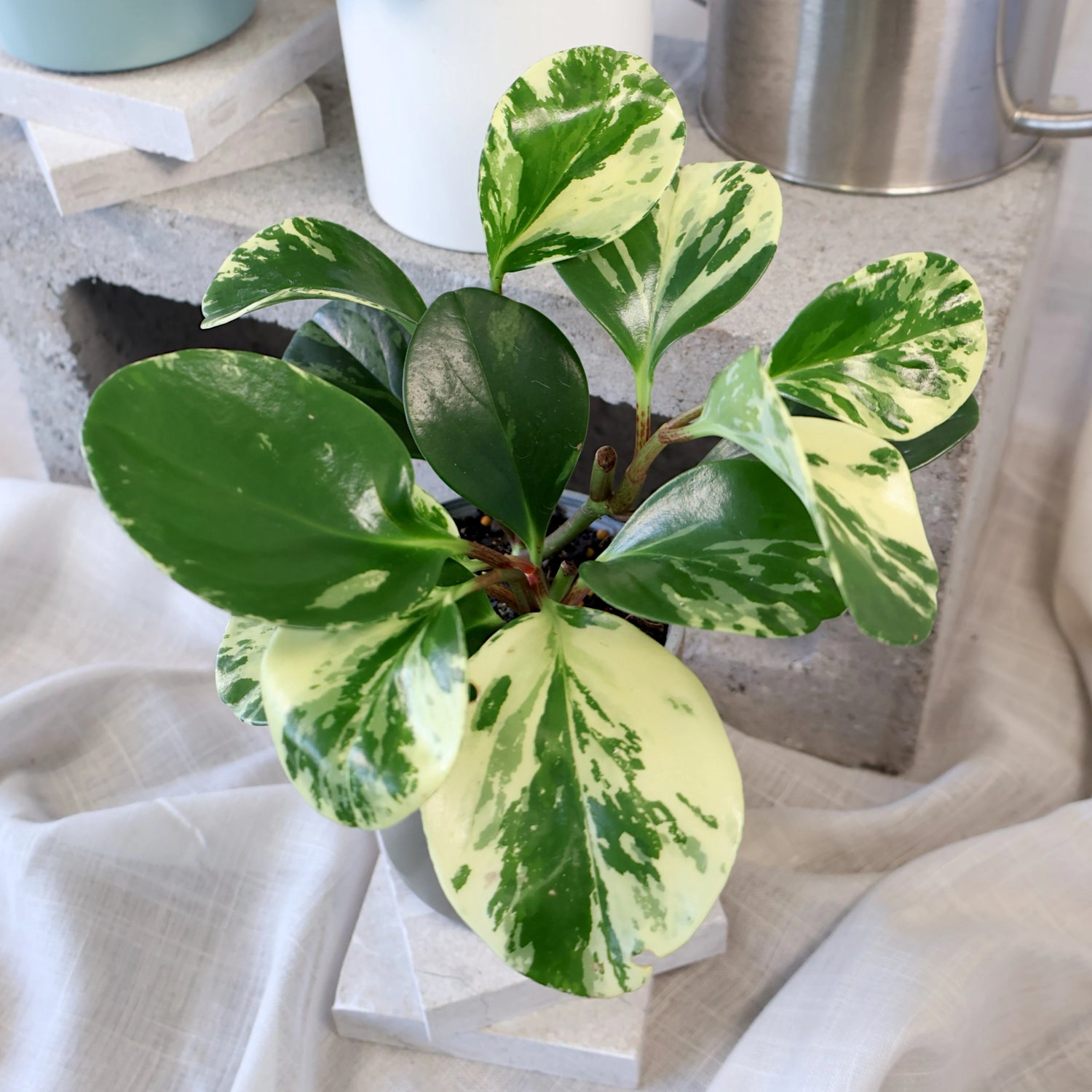Peperomia Obtusifolia Marble 70mm
