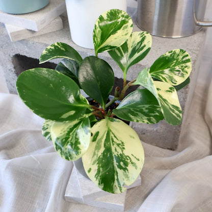 Peperomia Obtusifolia Marble 70mm