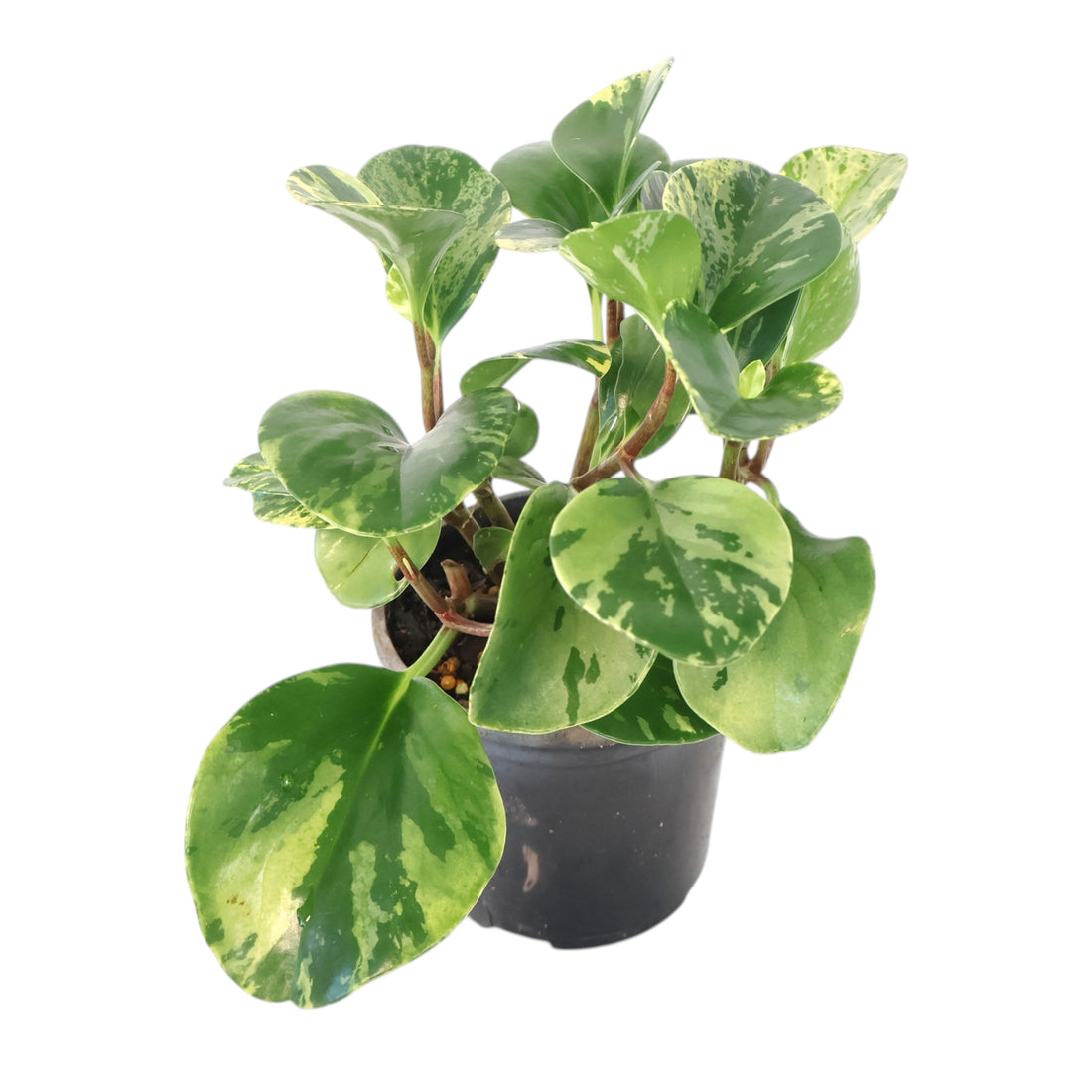 Peperomia Obtusifolia Marble 100mm