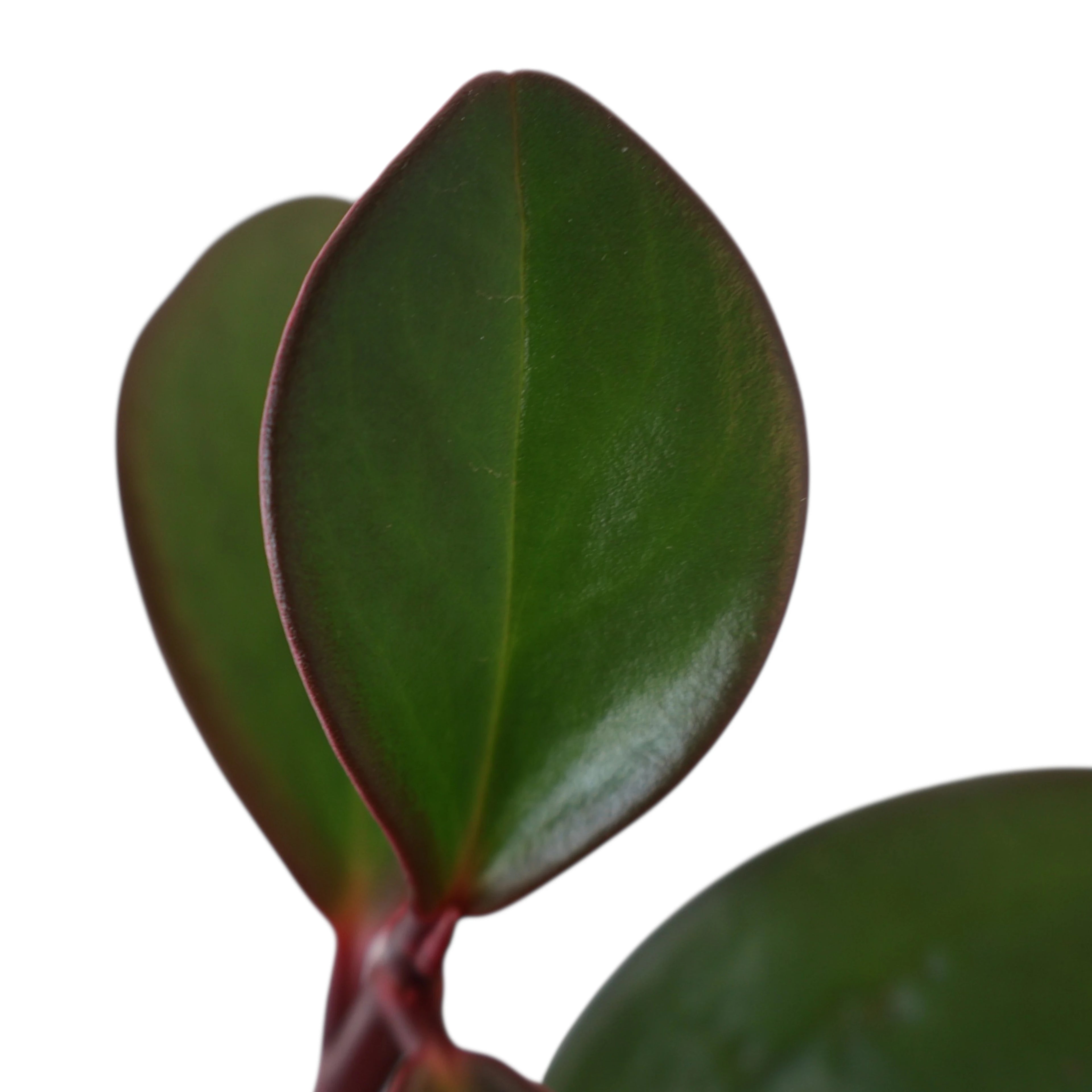 Peperomia Obtusifolia Red Edge - Baby Rubber Plant 70mm