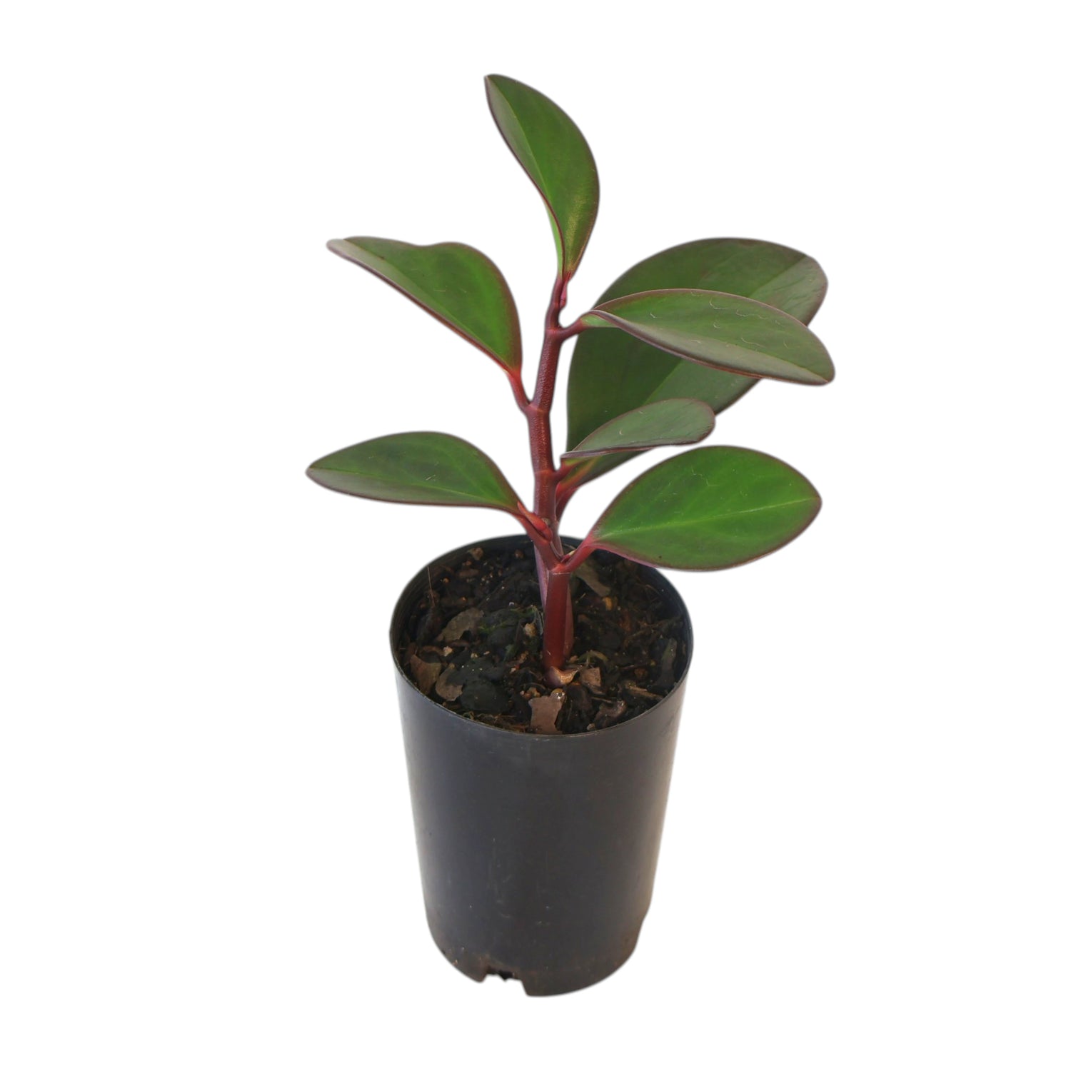 Peperomia Obtusifolia Red Edge - Baby Rubber Plant 70mm
