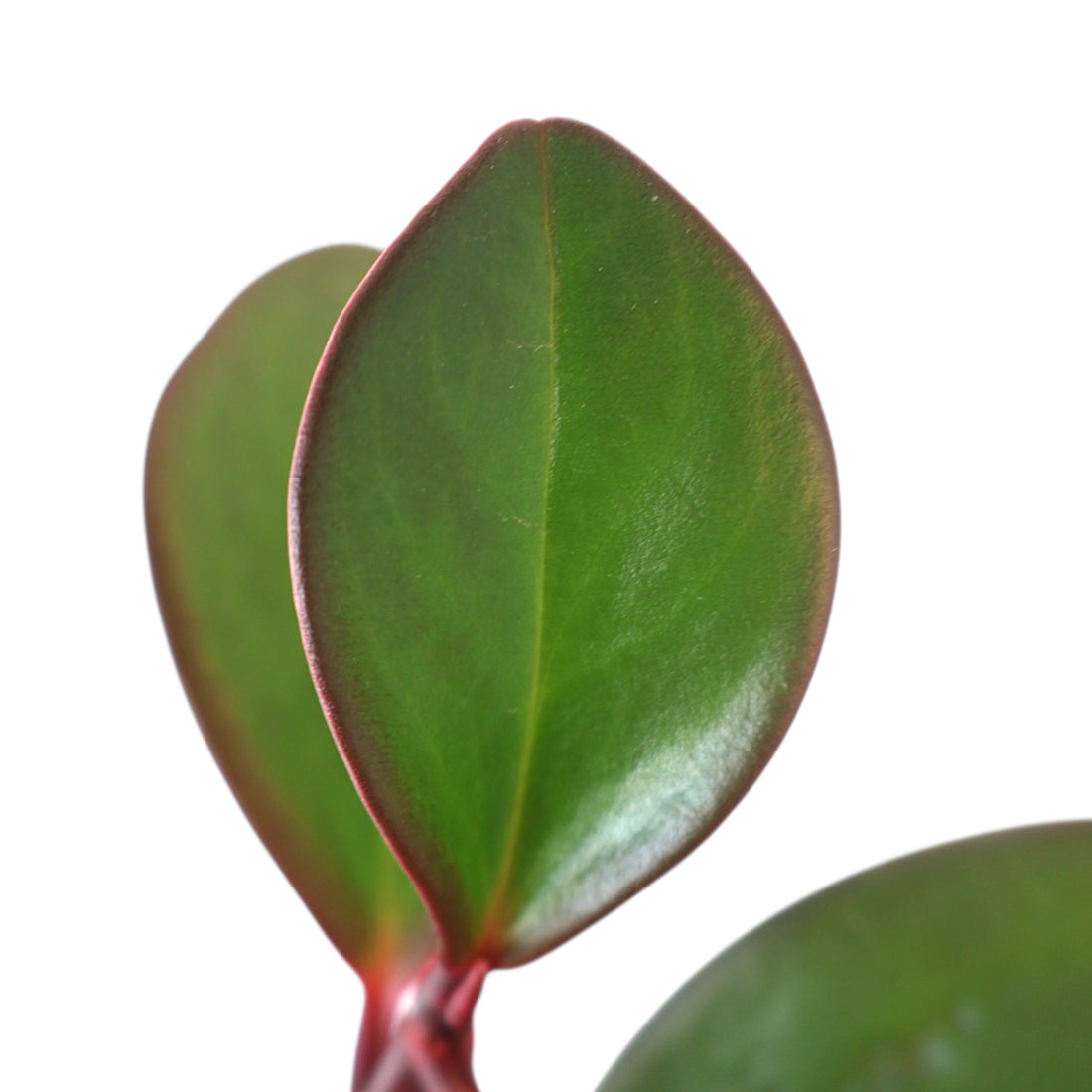Peperomia Obtusifolia Red Edge 100mm