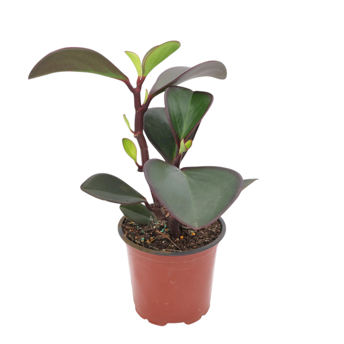 Peperomia Obtusifolia Red Edge 100mm