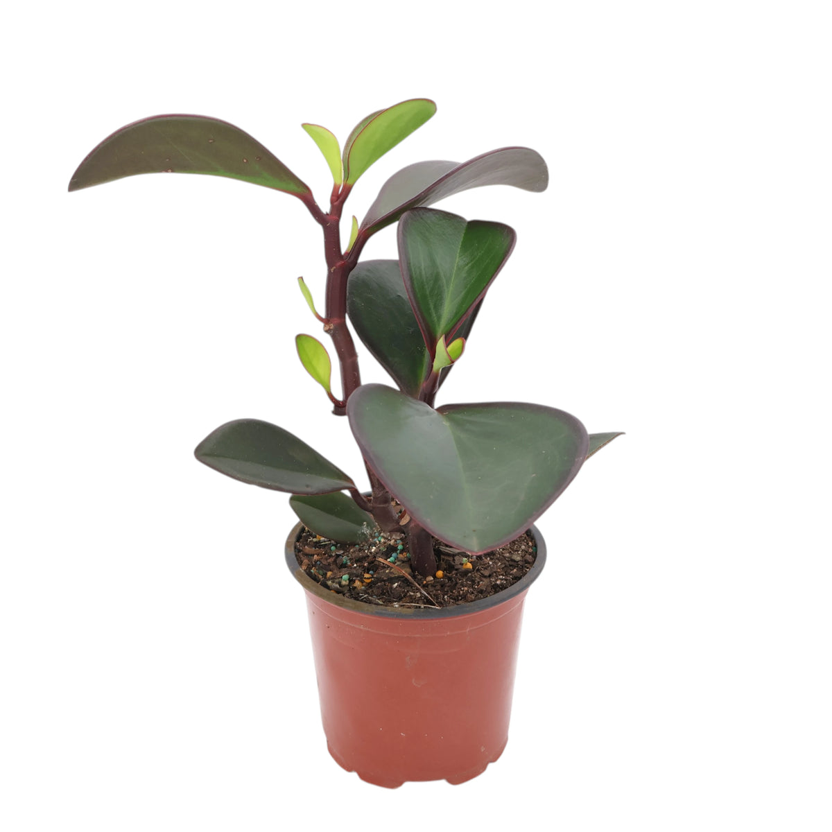 Peperomia Obtusifolia Red Edge 100mm