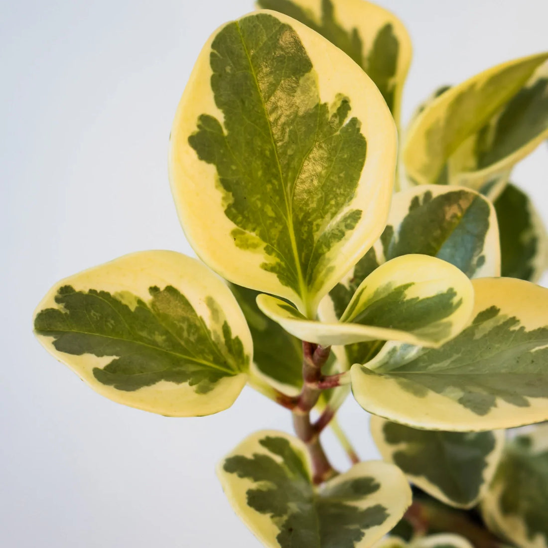 Peperomia Obtusifolia Variegata - Baby Rubber Plant 100mm