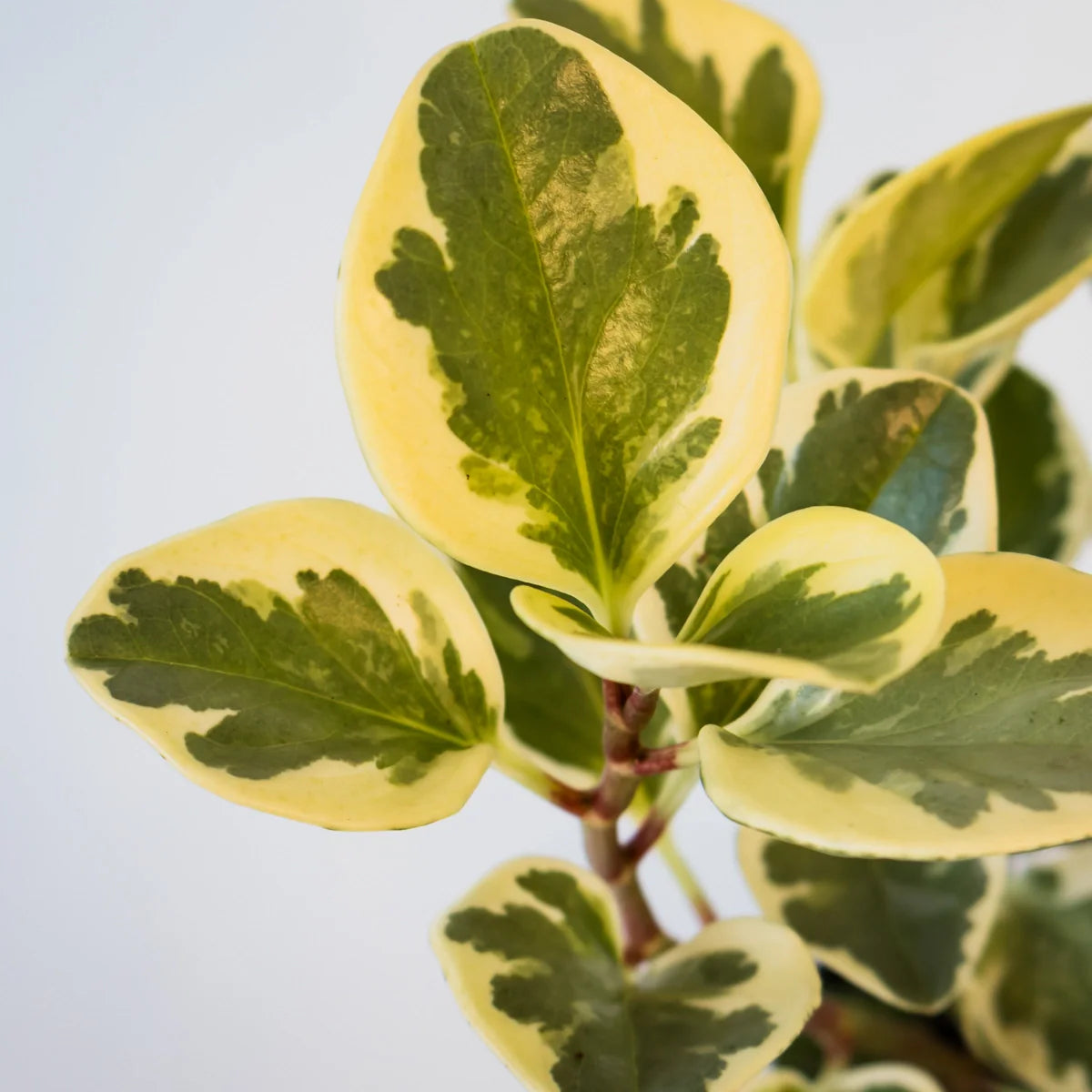 Peperomia Obtusifolia Variegata - Baby Rubber Plant 100mm