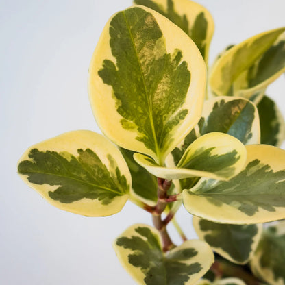 Peperomia Obtusifolia Variegata - Baby Rubber Plant 100mm
