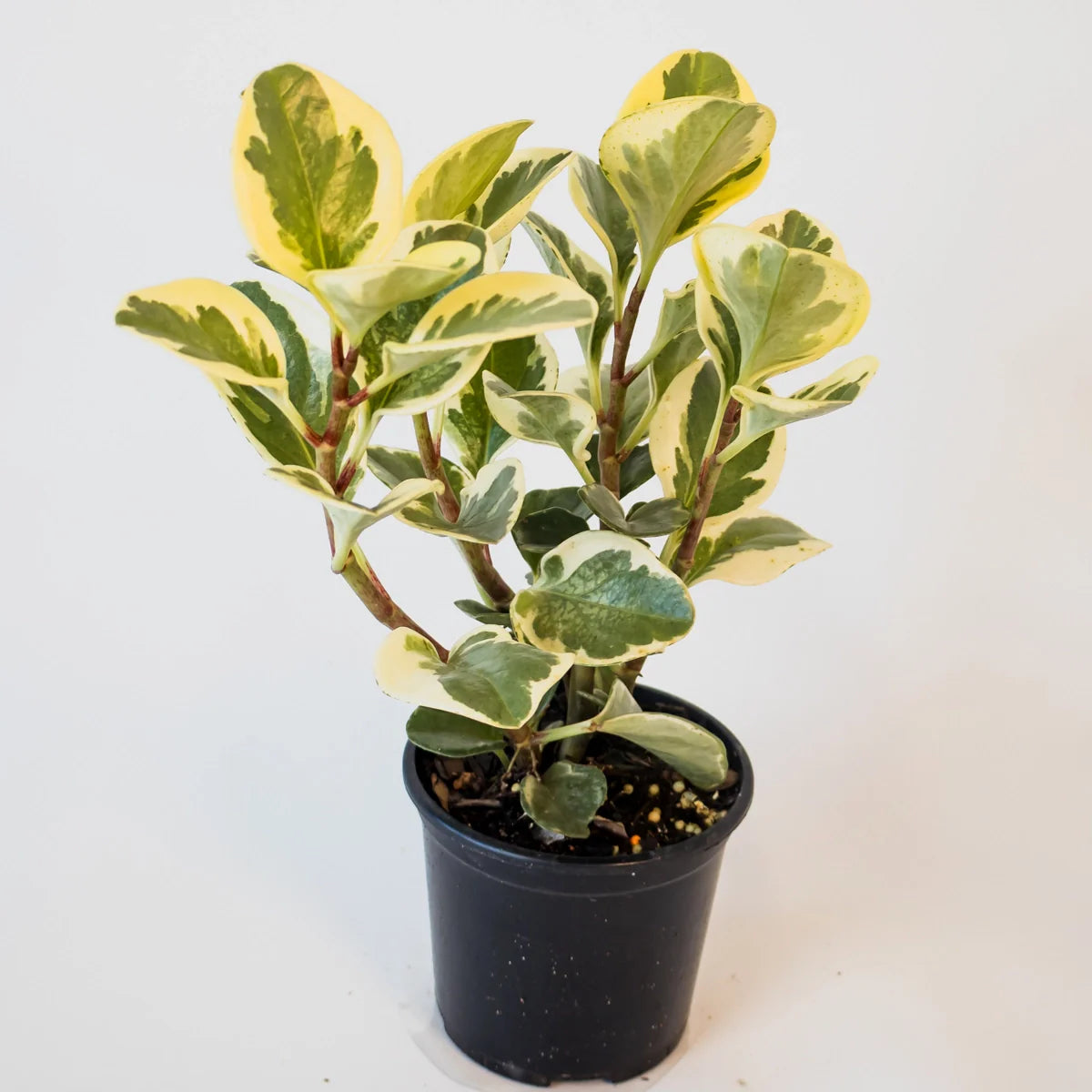 Peperomia Obtusifolia Variegata - Baby Rubber Plant 100mm