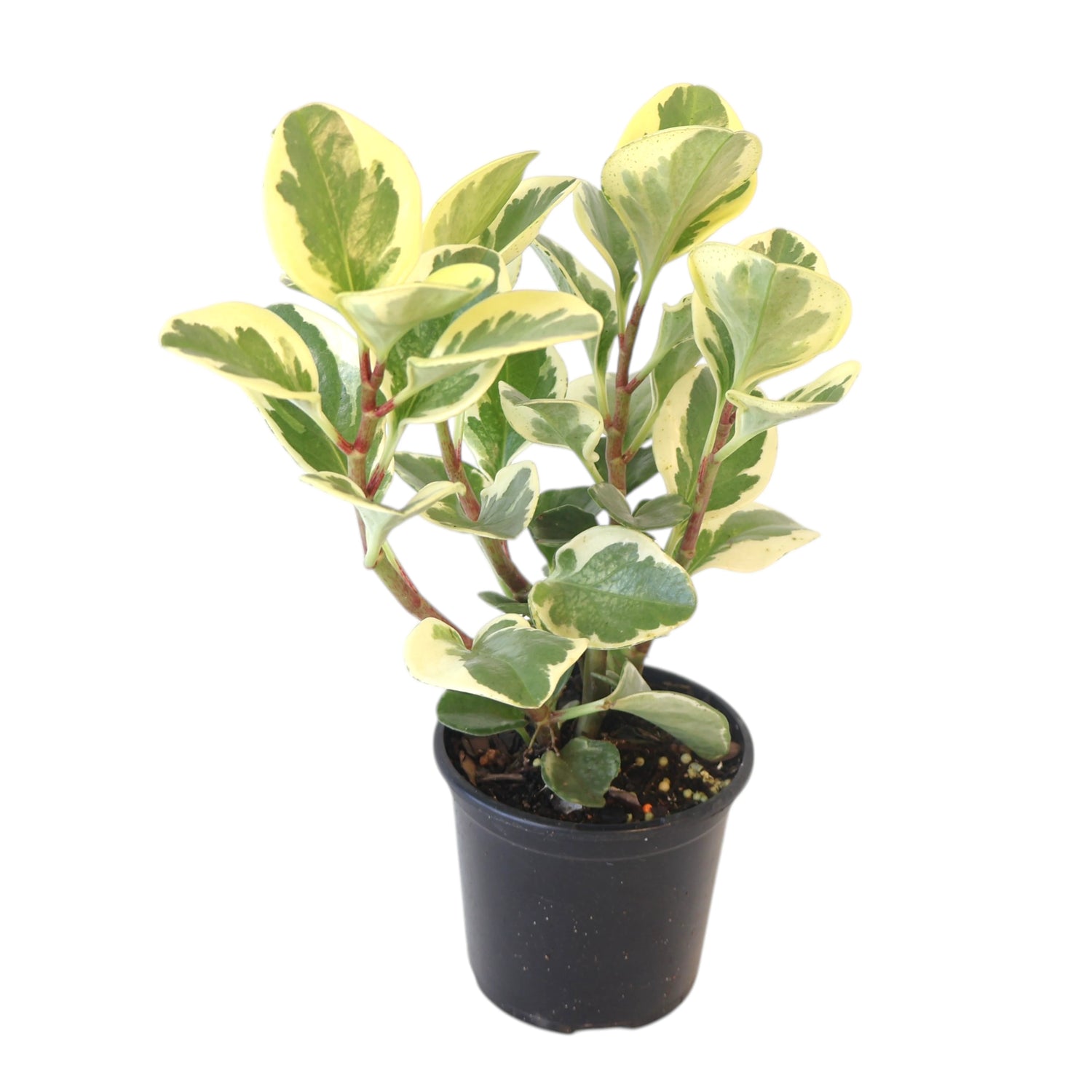 Peperomia Obtusifolia Variegata - Baby Rubber Plant 100mm