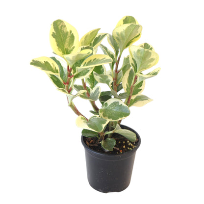 Peperomia Obtusifolia Variegata - Baby Rubber Plant 100mm