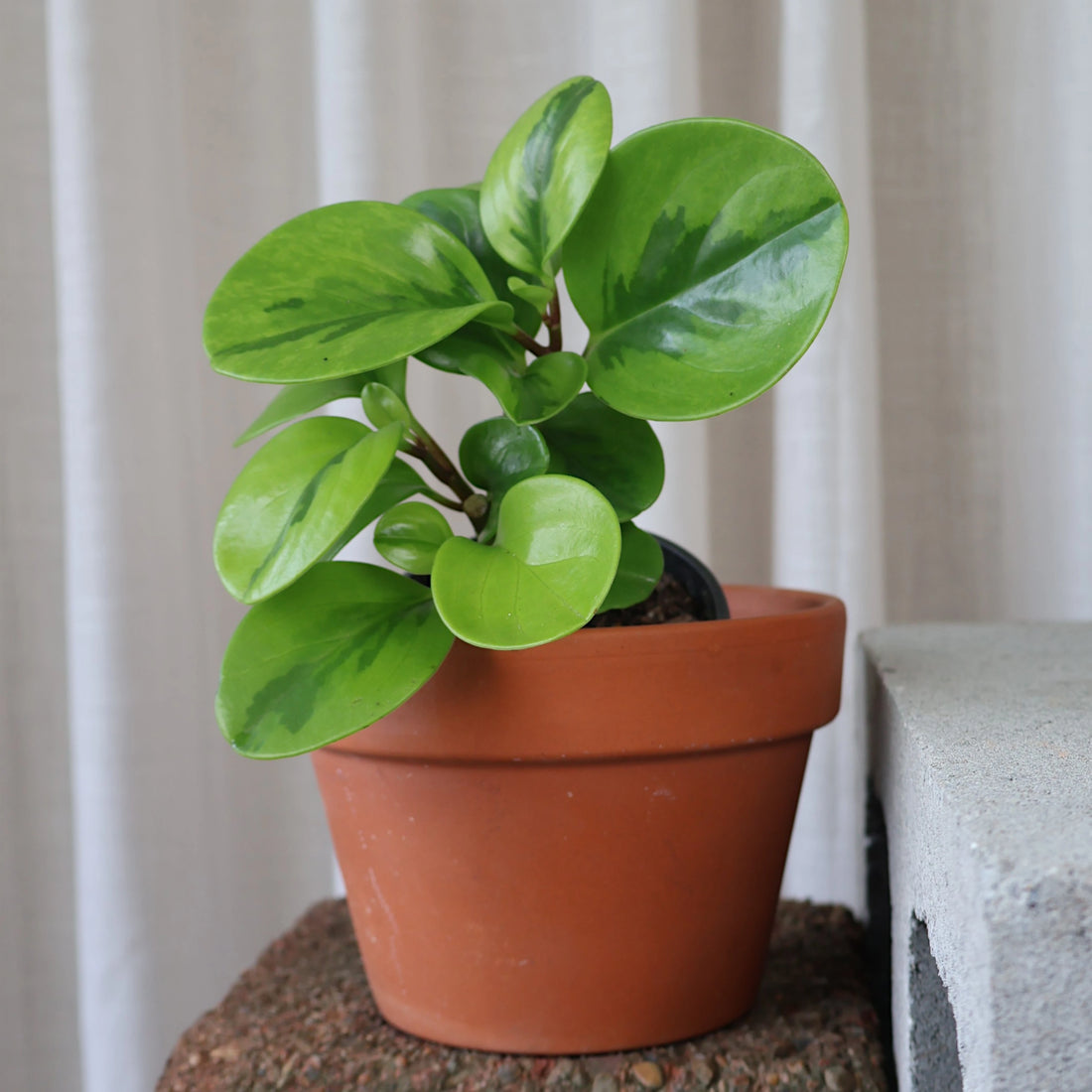 Peperomia Obtusifolia Lemon &amp; Lime 100mm