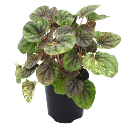 Peperomia Pink Lady 100mm