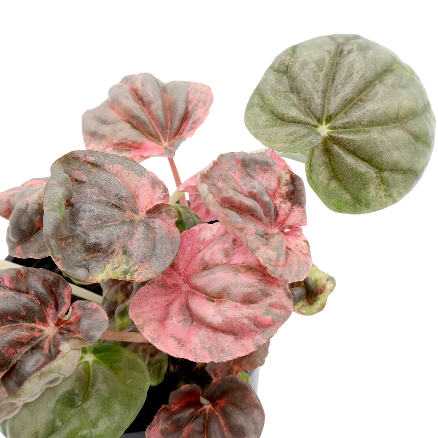 Peperomia Pink Lady 100mm