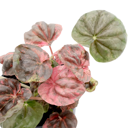 Peperomia Pink Lady 100mm