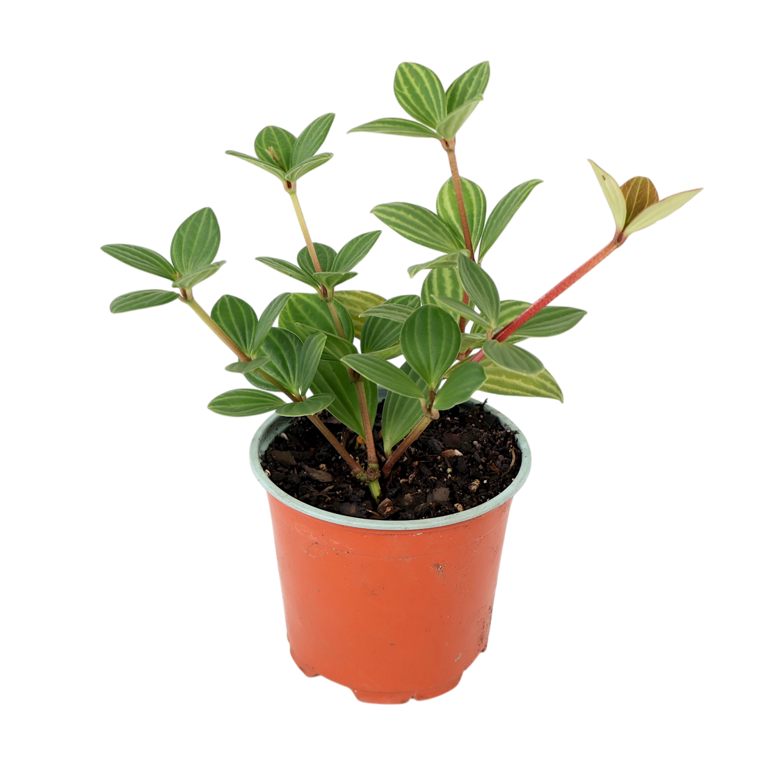 Peperomia Puteolata - Parallel Peperomia 120mm
