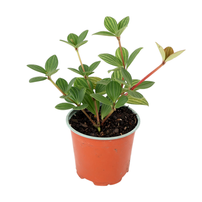 Peperomia Puteolata - Parallel Peperomia 120mm