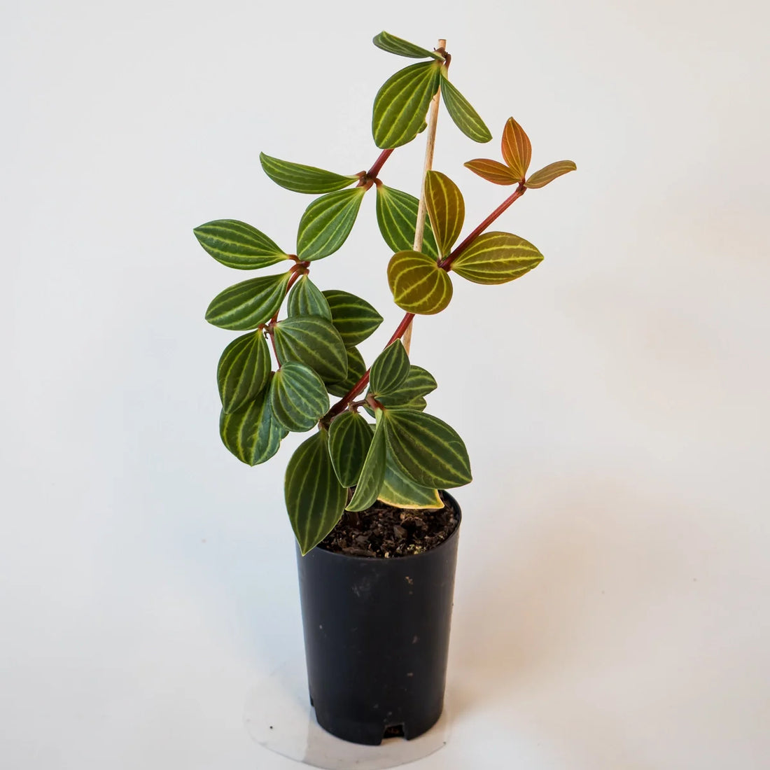 Peperomia Puteolata - Parallel Peperomia 70mm