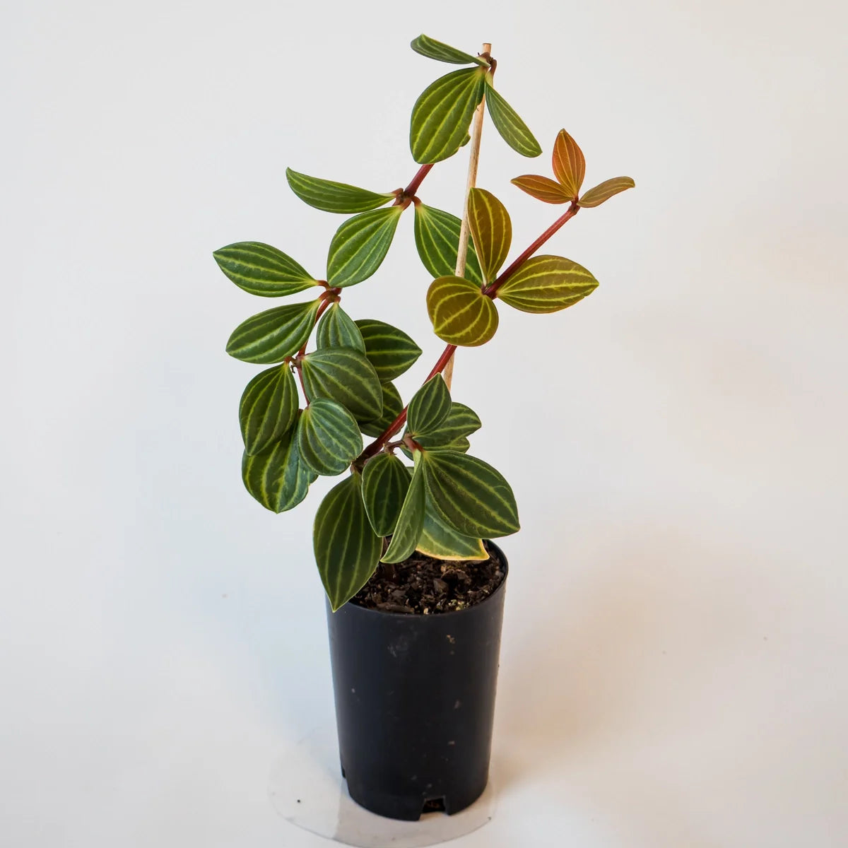 Peperomia Puteolata - Parallel Peperomia 70mm