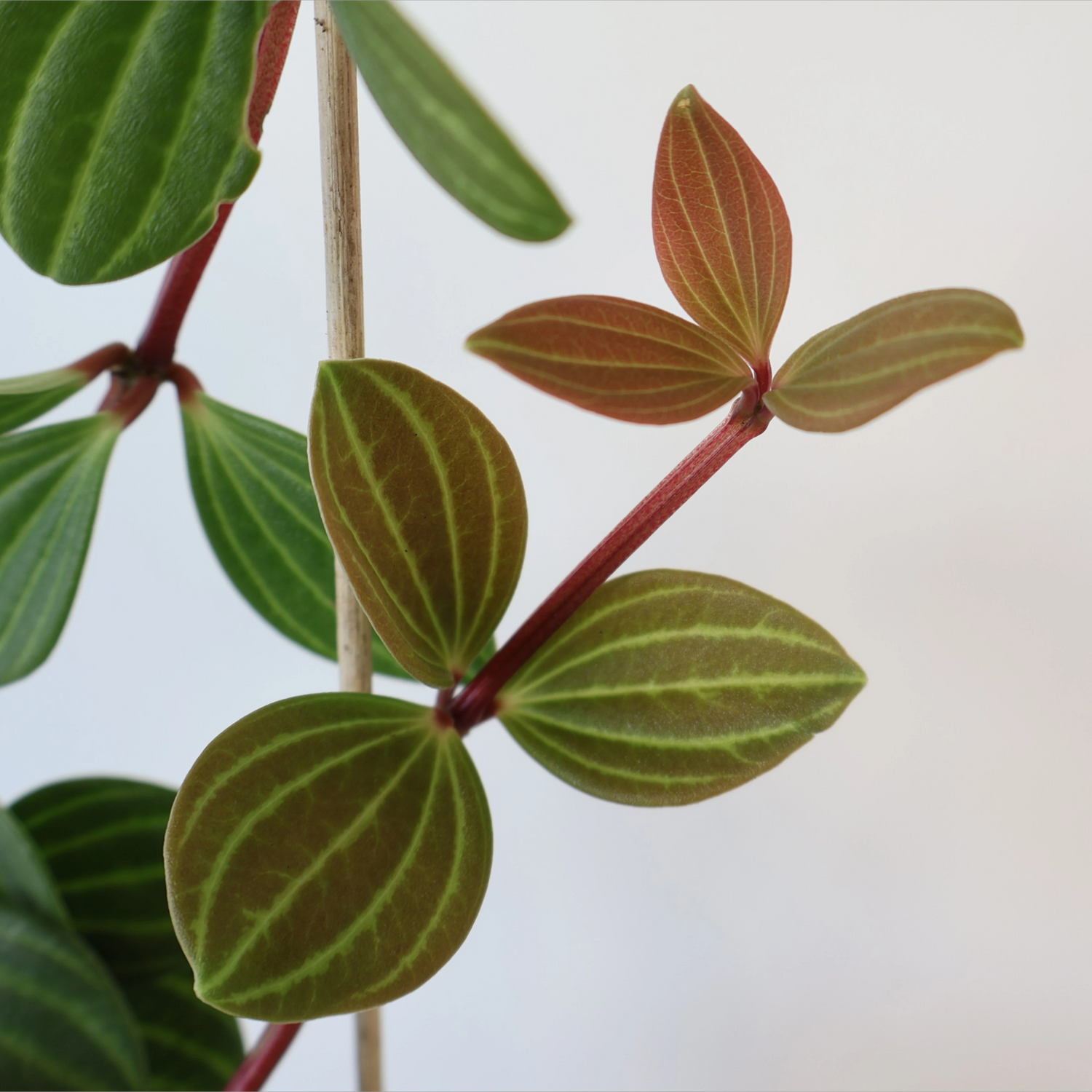 Peperomia Puteolata - Parallel Peperomia 120mm
