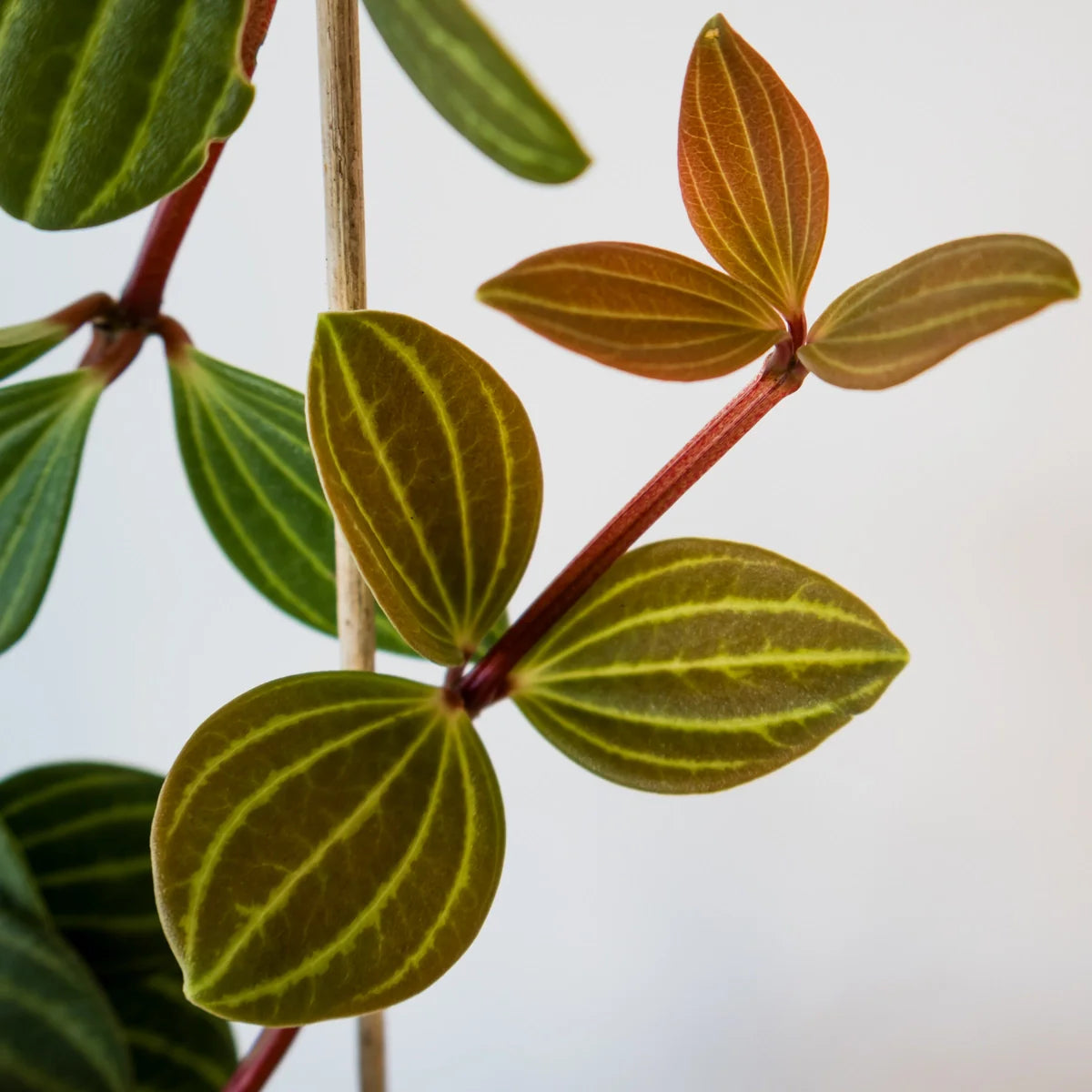 Peperomia Puteolata - Parallel Peperomia 70mm